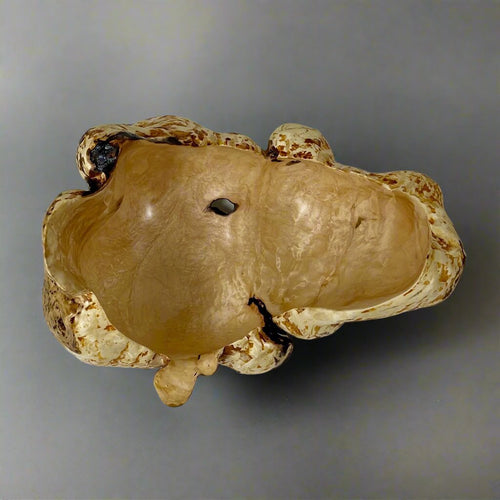 Maple Burl #2302