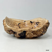 Maple Burl #2442