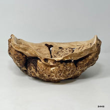 Maple Burl #2442